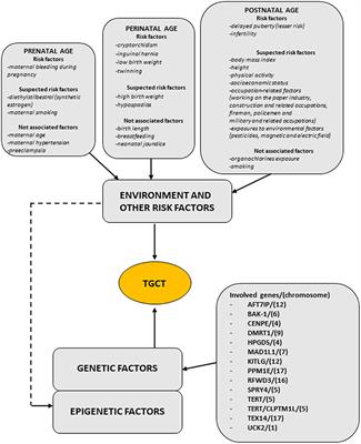 On the Origin of Testicular Germ Cell Tumors: From Gonocytes to Testicular Cancer